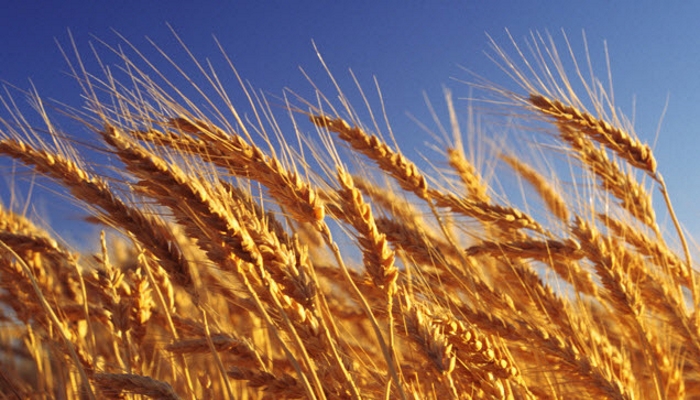 Липецкие аграрии и селекционеры вывели новый сорт пшеницы