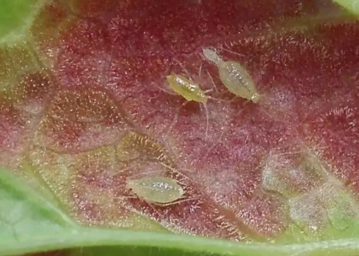 Меры борьбы с листовой галловой тлей-вредителем растений
