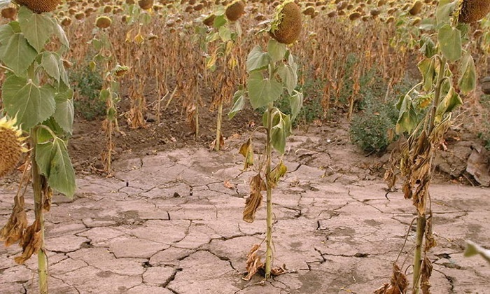На Украине заявили о возможности потери половины урожая зерновых из-за засухи