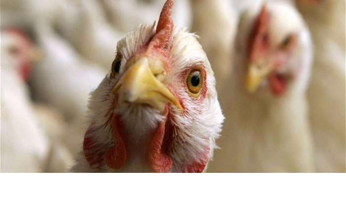 На птицефабрике группы «Черкизово» обнаружили птичий грипп