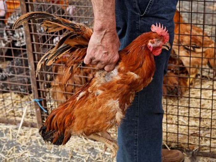 Национальная мясная ассоциация предложила Минсельхозу ограничить продажу живой птицы
