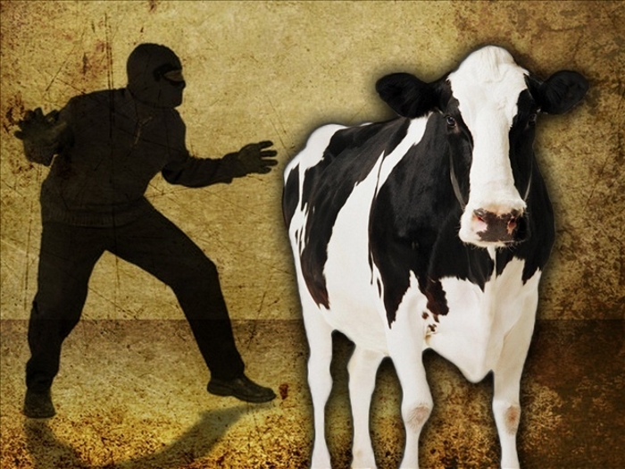 Профилактика краж скота – дело важное