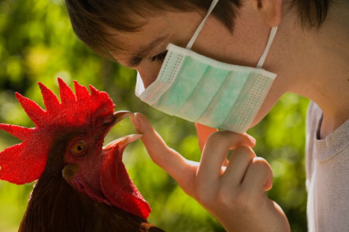 Птичий или куриный грипп