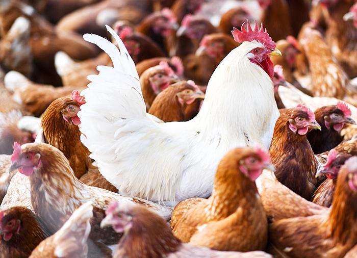 Россельхознадзор считает птичий грипп неопасным заболеванием для человека