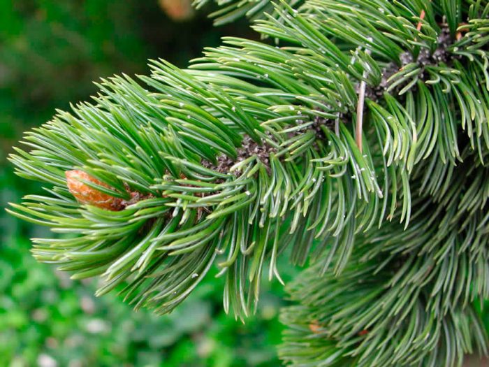 Сосна бристольская (Pinus aristata), или сосна остистая
