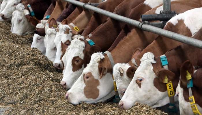 Ставропольские животноводы в 2018г закупят более 4,5 тыс. голов племенного скота