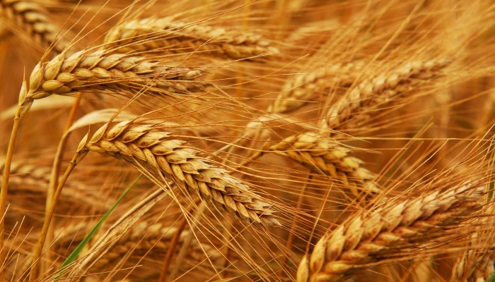 Урожай озимой пшеницы сократится на 10 млн тонн