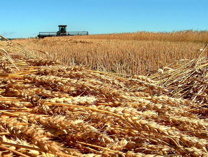 В Минсельхозе заявили, что засуха в регионах может привести к снижению урожайности на 20%