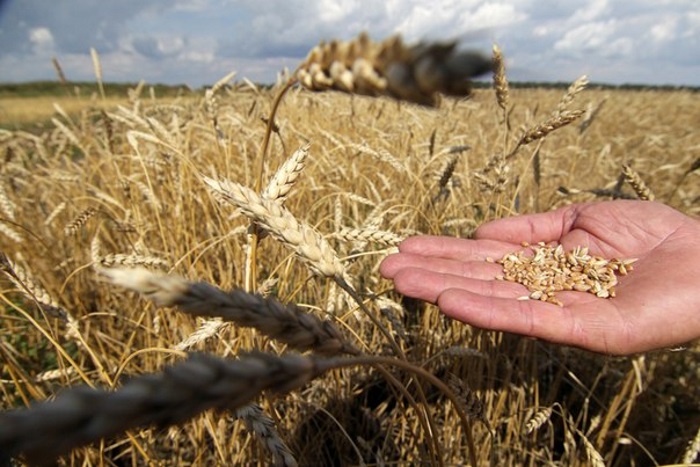 В Алтайском крае из-за сложных погодных условий поднялись цены на зерно