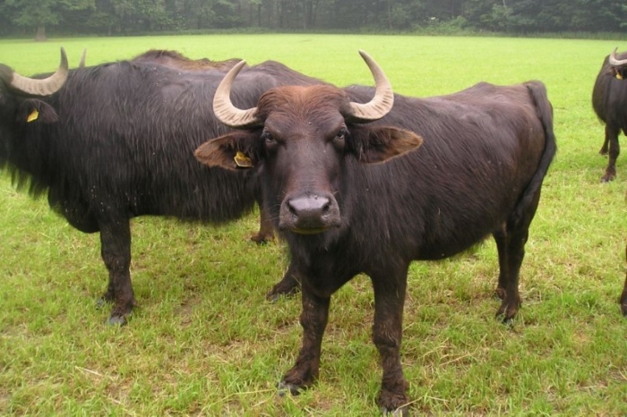 В Астраханской области создадут племенное хозяйство по разведению буйволов