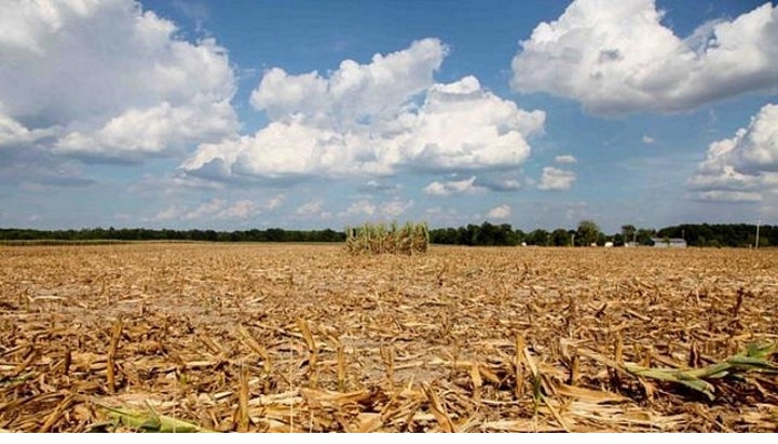 В Беларуси из-за засухи погибло 2% посевов