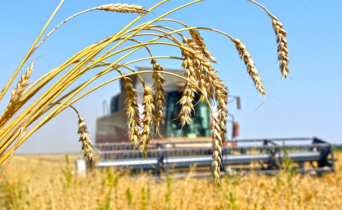 В ЕС ожидают снижения урожайности пшеницы в 2018 г. из-за засухи