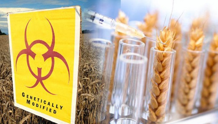 В Канаде обнаружена генно–модифицированная пшеница