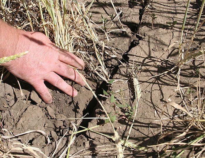 В Минсельхозе Белоруссии рассматривают варианты спасения урожая от засухи