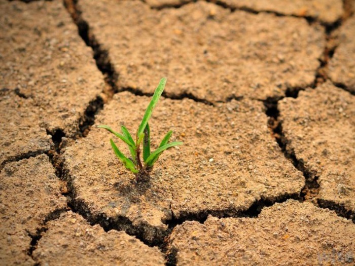 В Минсельхозе заявили, что засуха в регионах может привести к снижению урожайности на 20%