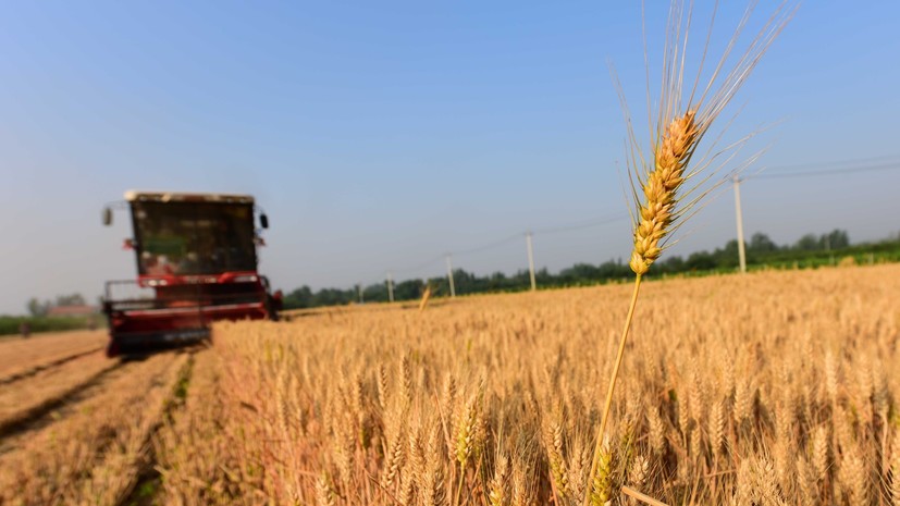 В Ростовской области из-за жары снизилась урожайность зерновых