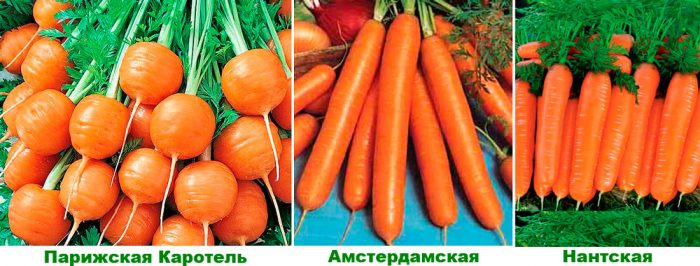 Виды и сорта моркови с фото и названиями