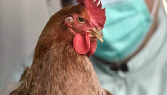 Вспышки птичьего гриппа зафиксированы в трех регионах страны