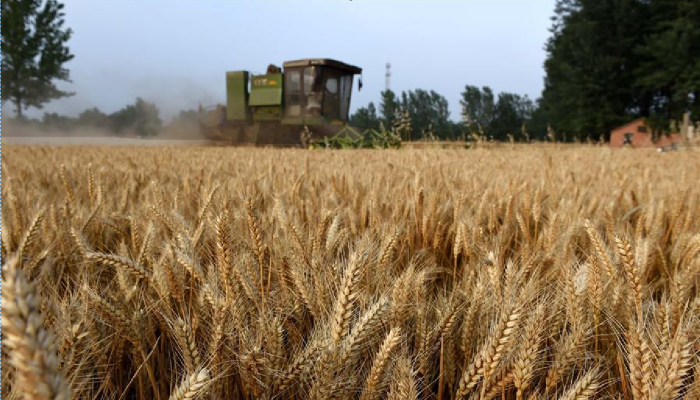 За 4 дня до конца сезона экспорт российской пшеницы превысил 40 млн. тонн
