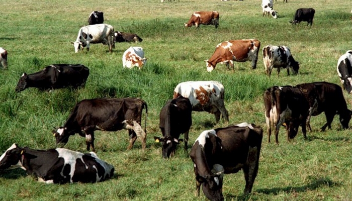 Алтайские власти заявили об убыточности молочного скотоводства в регионе