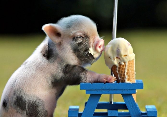 Американский предприниматель начал делать мороженое со вкусом свинины