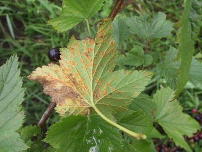 Болезнь черной смородины красные пятна на листьях фото