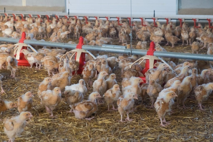Чем нужно кормить цыплят от месяца до убоя?