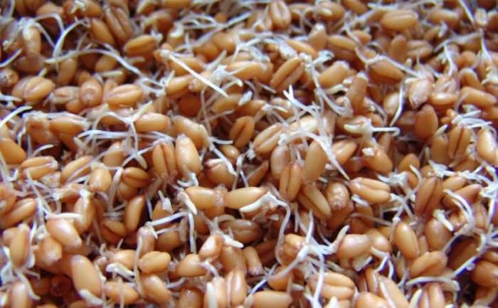 Чем полезны пророщенные зерна для домашней птицы?