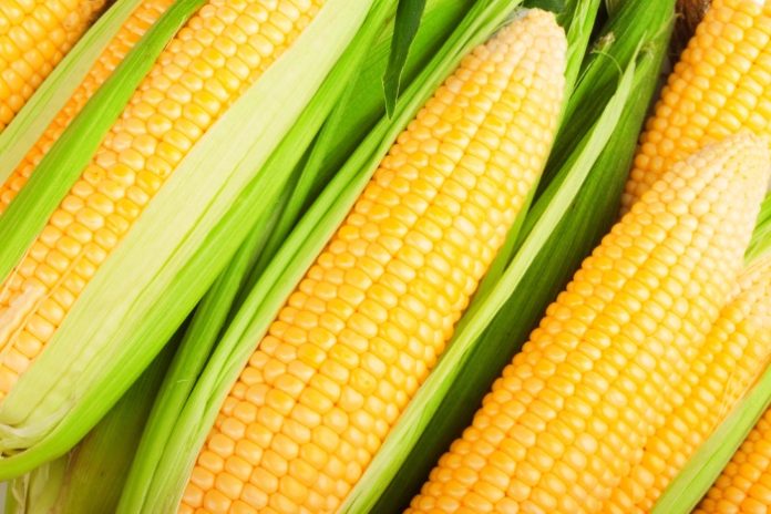 Глобальное потепление негативно скажется на урожае кукурузы