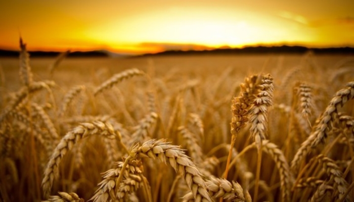 Итальянскую пасту barilla станут делать из оренбургской пшеницы