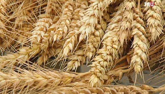 Экспортные цены на пшеницу резко пошли вверх