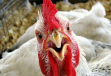 Карантин по птичьему гриппу введен еще в одном районе Курской области