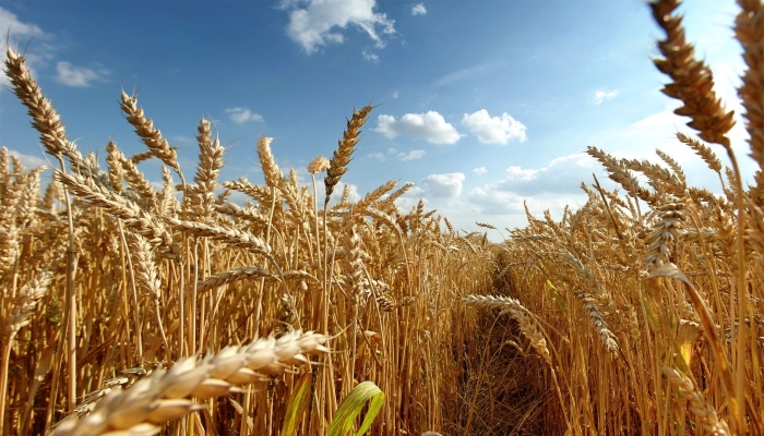 Минсельхоз признал необоснованное снижение цен на зерновые