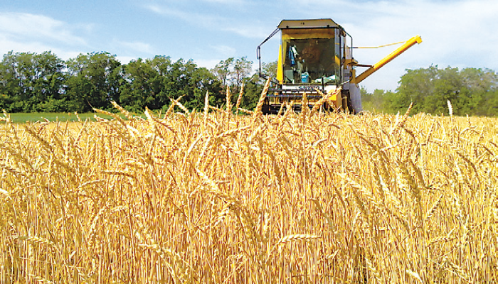 Минсельхоз: в новом сельскохозяйственном году на экспорт отправлено 215 тыс. тонн зерновых