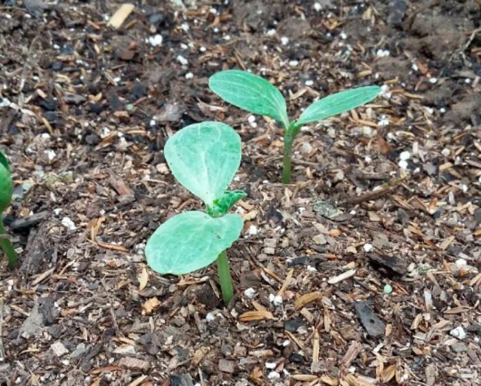 Выращивание арбузов из семян