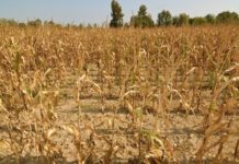 Режим ЧС введен в Чувашии в связи с засухой и гибелью сельхозкультур