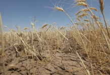 Режим чрезвычайной ситуации объявлен в Волгоградской области из-за засухи