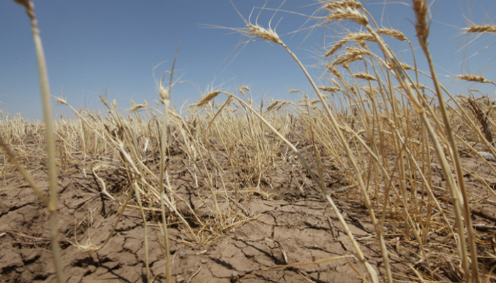 Режим чрезвычайной ситуации объявлен в Волгоградской области из-за засухи