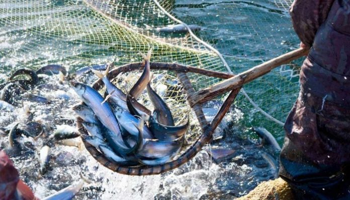 Росрыболовство намерено возродить государственные рыбные магазины