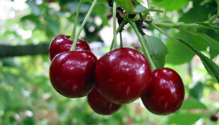 Россельхознадзор не пустил в РФ более 18 тонн зараженной вишни из Азербайджана