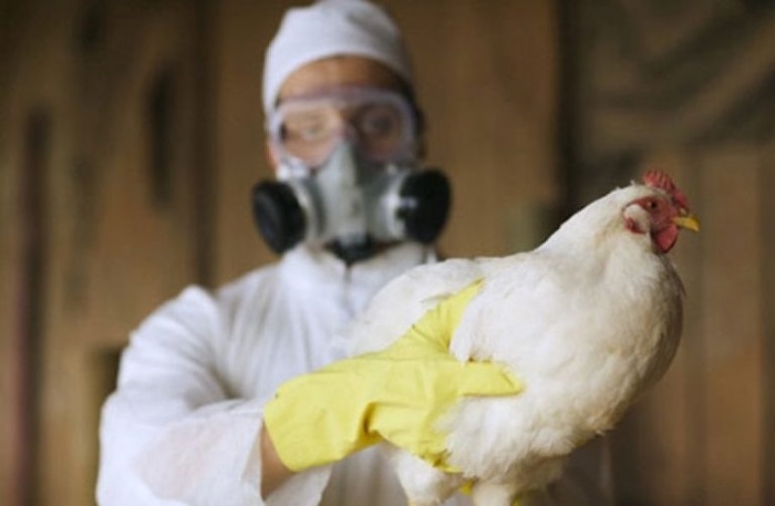 Россельхзонадзор прогнозирует ухудшение ситуации по гриппу птиц