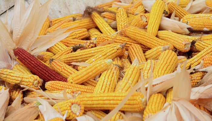 Россия может ограничить ввоз кукурузы из Белоруссии