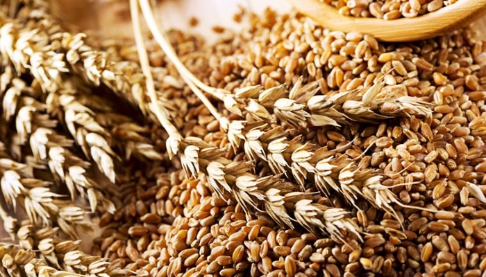 Россия начала экспортировать зерно нового урожая