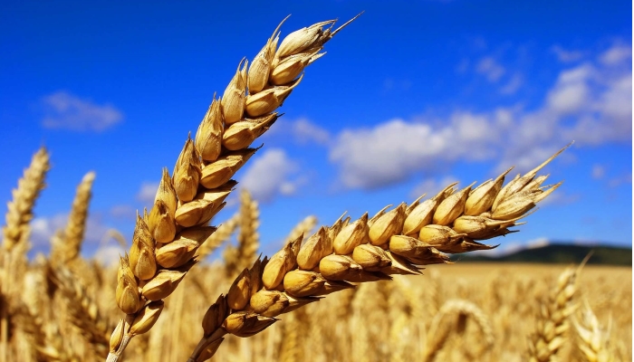 Рост урожая качественной пшеницы в РФ возможен при полной отмене вывозной пошлины - эксперт