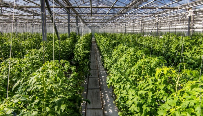 "СБ-Агро" к 2021г построит в Адыгее комплекс по выращиванию и упаковке овощей за 500 млн руб