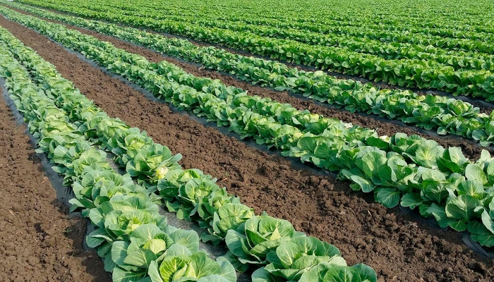Сельхозпроизводство в Свердловской области в I полугодии выросло на 3,3%