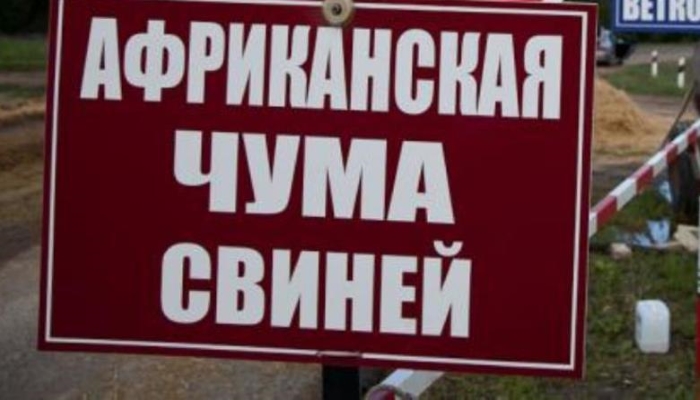 Три новых очага АЧС выявили в Калининградской области