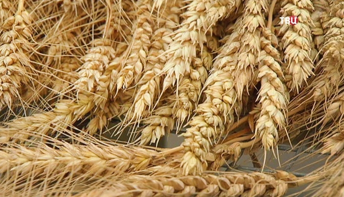 Урожай зерна прогнозируется меньше среднего за пять лет