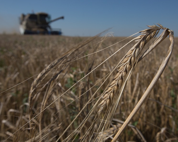 Урожайность пшеницы — на трехлетнем минимуме