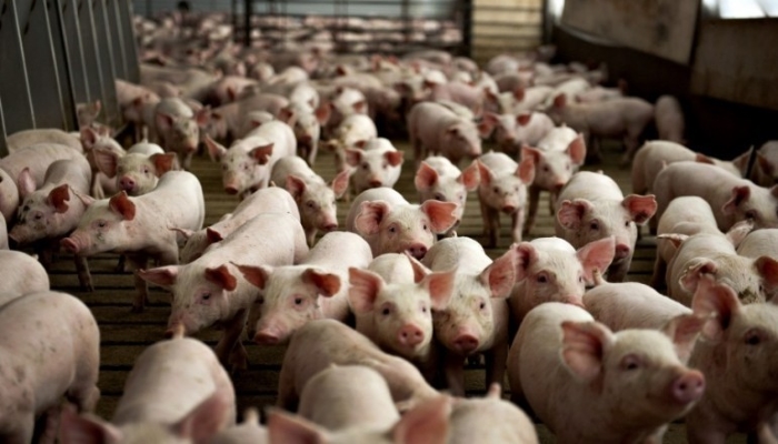 В Бразилии наблюдается обвал цен на свинину, а в России пока другая картина